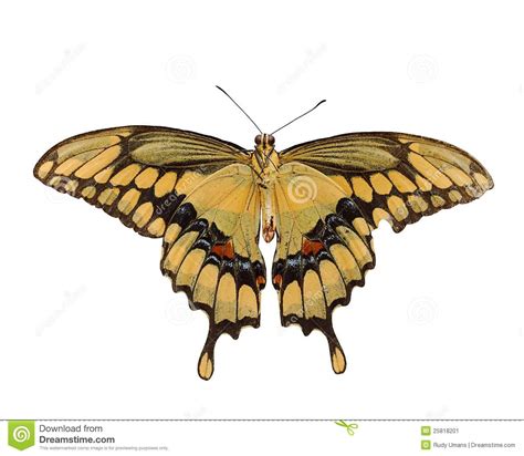 Farfalla Gigante Di Swallowtail Immagine Stock Immagine di giù