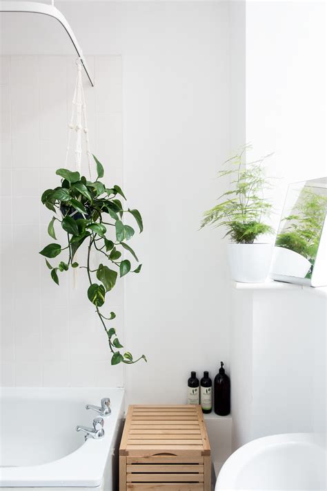 Bathroom Hanging Plants Idea Chocmales