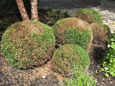 Boxwood Blight Treatment Identify Control And Prevention Tips
