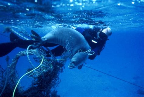 Help Protect Endangered Species By Reducing Marine Debris Orandrs