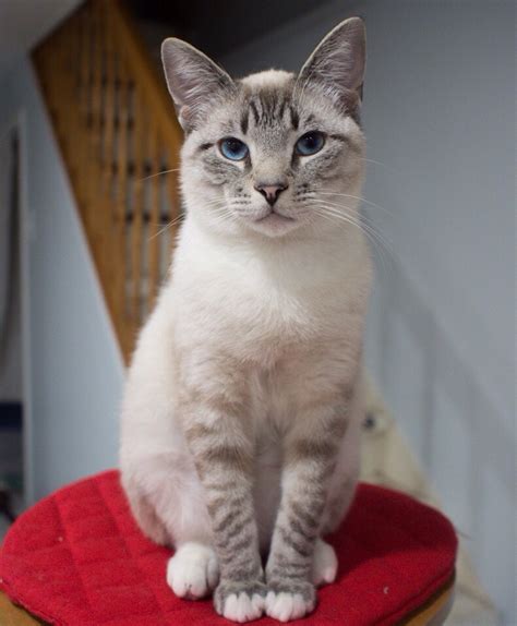 Why are lynx point siamese cats called 'lynx' siamese? View topic - Cat Chat 2 - Chicken Smoothie