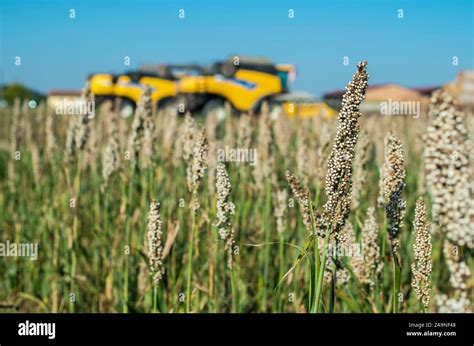 Harvester In Millet Plantation Bundles Of Millet Seeds Millet Farm Sorghum Field Other Names