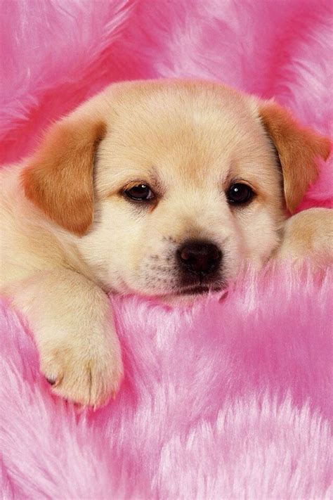 36 Cute Dog Hd Wallpapers Wallpapersafari