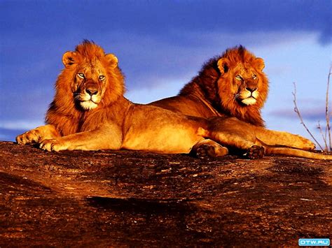 Beautiful Lion Wildlife Masai Lion Wallpaper Top Free Pics