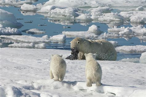 Polar Bear Hunting A Seal Photograph By Gabrielle Therin Weise Pixels