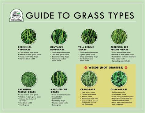 Guide To Identification Of Grass Types The Farm At Green Village