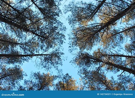 The Pine Forest Against The Blue Sky Stock Image Image Of Coniferous