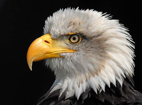 Bald Eagle Portrait Eagle Portrait Bald Eagle Portrait