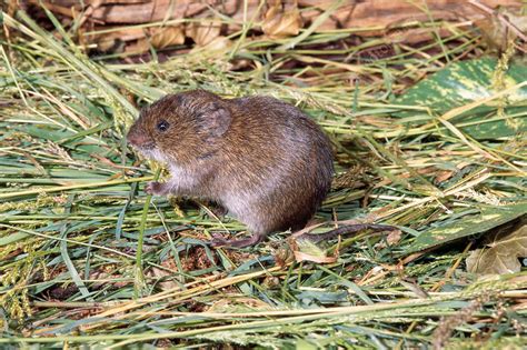 Meadow Vole Stock Image Z9180324 Science Photo Library