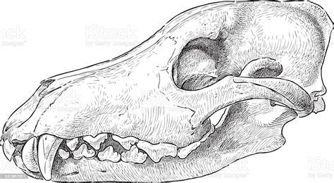 Wolf Skull Stock Illustration Download Image Now Istock