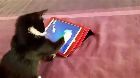 Cats could play with fishes but their paw remain dry :) from the creator of mouse for cats and mouse in cheese you may expect great visual quality and perfect cats optimalizations. Funny cat catch fish on iPad . Cats playing games. Super ...