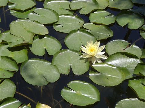 Free Lily Pads And Flowers In A Pon Stock Photo