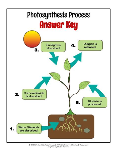 Steps Of Photosynthesis Diagram