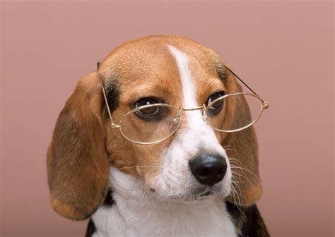 Wallpaper Dog Glasses Pink Background Hd Widescreen High