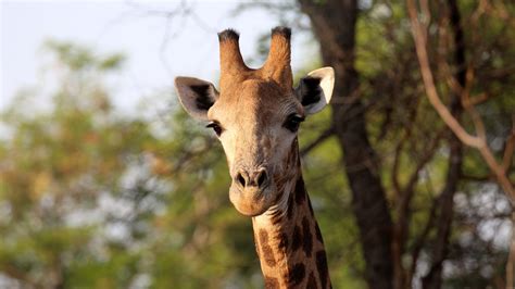 Download Wallpaper 2560x1440 Giraffe Animal Africa Wildlife