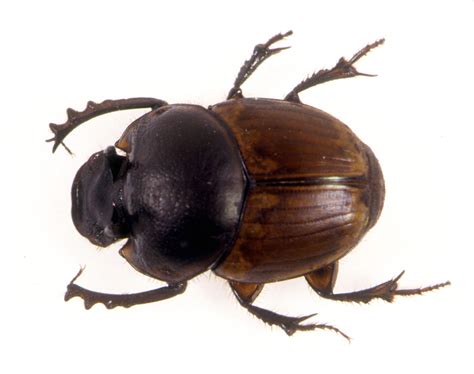 African Dung Beetle