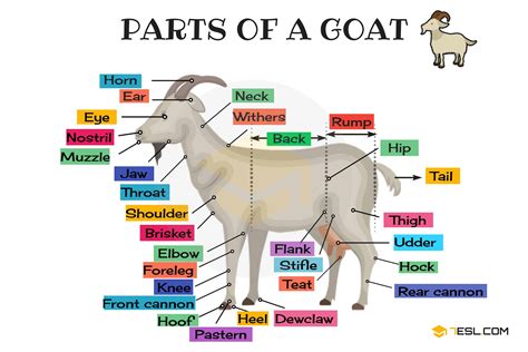 Animal Anatomy: Animal Body Parts in English with Pictures • 7ESL