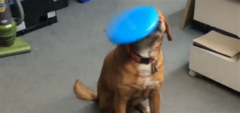 Video Of The Day This Dog Is Awful At Catching Frisbees Modern Dog
