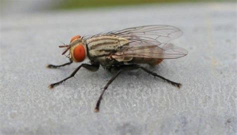 Lalat adalah binatang kecil yang pandai terbang, ianya merupakan satu diantara sekian banyak serangga yang gesit dan lincah, sepintas lalat tidak terlihat menjijikkan dan merupakan serangga yang menyukai kotoran. Kenapa ya Lalat Sangat Sulit Ditangkap atau Dipukul, Ini ...