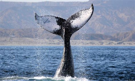 Avistamiento de ballenas El espectáculo natural más bello del Perú