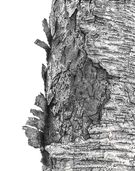 Treebarklowres 1365×1729 Burl Drawings Tree Bark