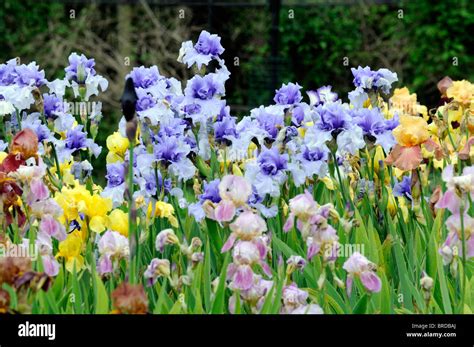 Tall Bearded Iris Irises Flowerbed Flowers Bloom Blossom Multiple Multi