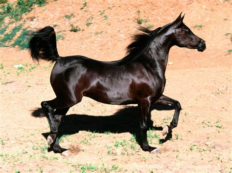 This can only be done through accurate record keeping and proper identification of each individual arabian horse. Arabian horse wallpapers and images - wallpapers, pictures ...