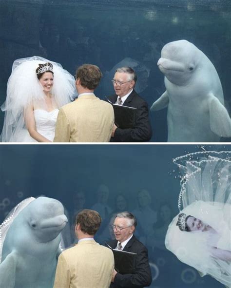 Beluga Whale At Wedding Belugawhale Beluga Whale Fish Funny
