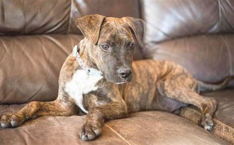 Large guard dog that would be best suited for women, needs a bigger home than my apartment! Oscar the Labrador, Boxer Mix in 2020 | Boxer mix, Boxer ...