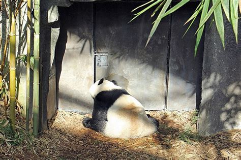 Pandas Break Mating Record With 40 Minute Sex Marathon
