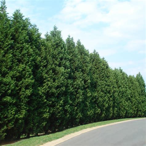 Leyland Cypress Trees For Sale