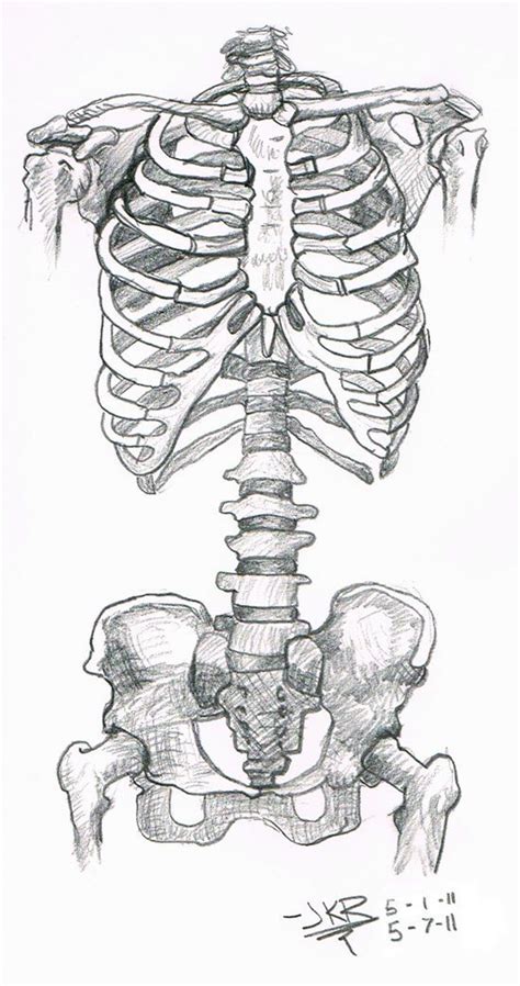 Art Inspiration Drawing Art Inspo Human Anatomy Art Anatomy Study