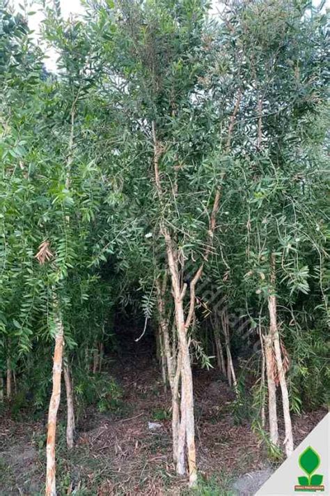 Jual Pohon Kayu Putih Besar 5 Meter Tunas Penghijauan