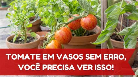 Como Plantar Tomate Em Vaso Youtube