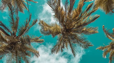 Palm Trees Bottom View Clouds Sky Branches Tropics