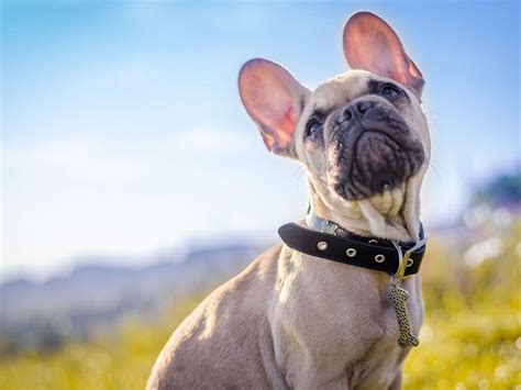 French Bulldog Health Problems Prevention Treatmentsuk Pets