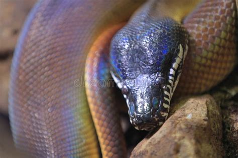 Northern White Lipped Python Stock Image Image Of Closeup Reptile