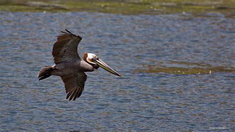 Brown Pelican Flying Malibu Lagoon Ca Cq4a3830 Hartmut Walter Flickr