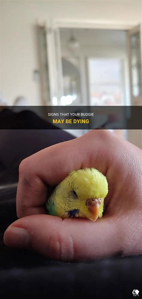 Signs That Your Budgie May Be Dying Petshun