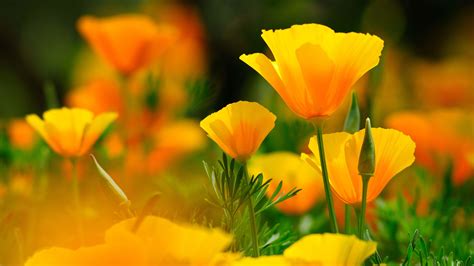 20 Greatest 4k Desktop Wallpaper Flowers You Can Save It Free Of Charge