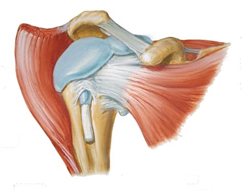 Hip Bursae Anatomy