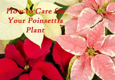 How To Care For Poinsettia Plant