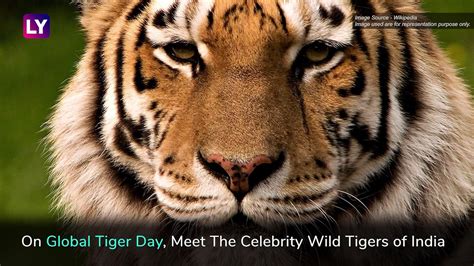 International Tiger Day 2019 Meet Indias Famous Wild Tigers On Global