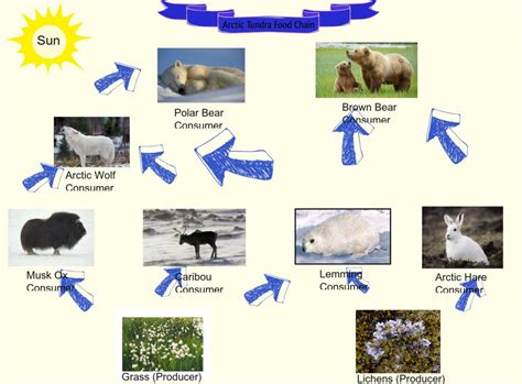 Tundra Animals List Facts Adaptations Pictures