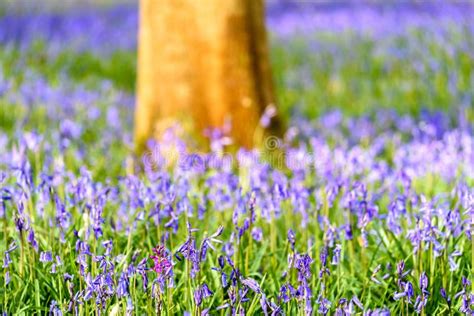 Bluebells In Spring Stock Image Image Of Europe Flower 115236829