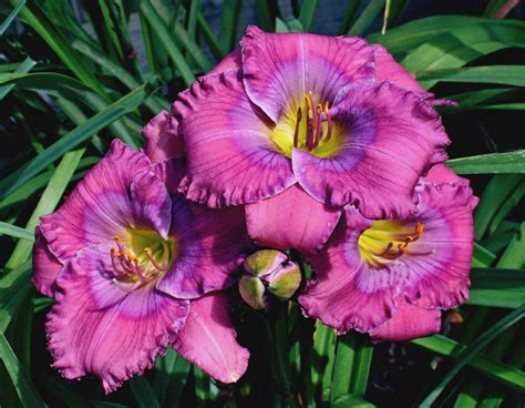 The song was particularly popular in australia and throughout the united kingdom, appearing in numerous folk. Photo of the bloom of Daylily (Hemerocallis 'Lavender Blue ...
