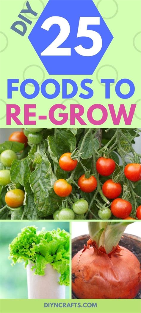 25 Foods You Can Re Grow Yourself From Kitchen Scraps In 2020 Veggie