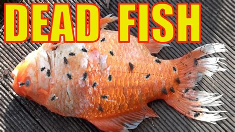Dead Fish Youtube
