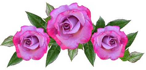 Roses Mauve Flowers Free Photo On Pixabay Pixabay