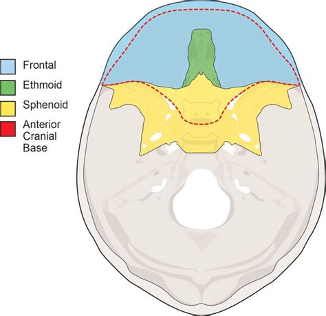 Anterior Cranial Base Fundamentals Orthodontic Products
